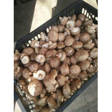 西峡香菇 冬菇 4cm~6cm 鲜