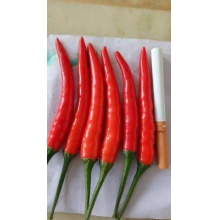 小米椒 15~20cm 中辣 红色